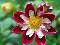 Wild Rose