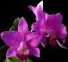Orchids 