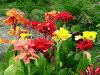 Color Flowers