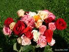 Roses Mix