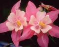 Soil Flower 