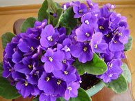 Purple Violet