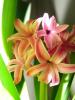 Hyacinths 1