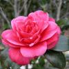 Pink Camellia 
