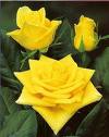Yellow Roses2