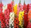 Color Antirrhinum 