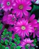 Pink Chrysanthemum