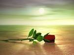 Red Rose 