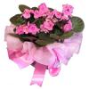 Pink Violets 