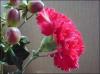 Pink Carnation 