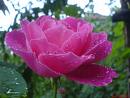 Pink Rose 