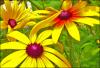 Yellow Daisies 