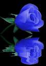 Blue Rose