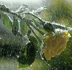 Rose&Rain