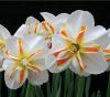 Narcissus 1