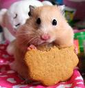 hamster