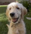 dogi