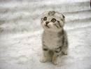kitty