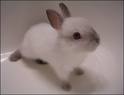 bunny