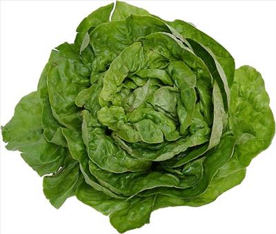 lettuce