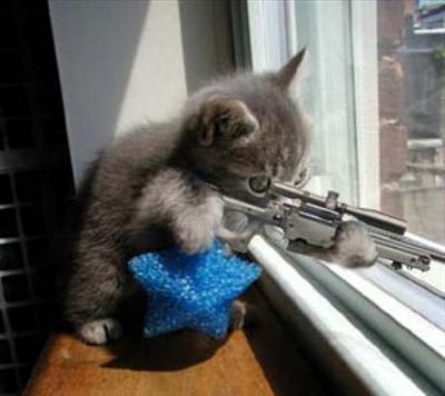 evil cat