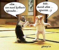 kedi hoptek