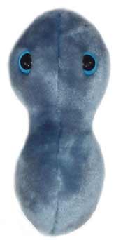 Gonorrhea