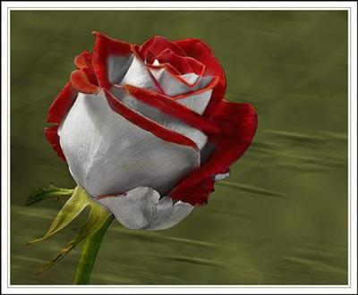 rose