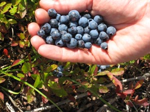 Blueberry Picking