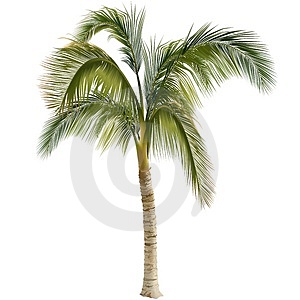 palma de Popo