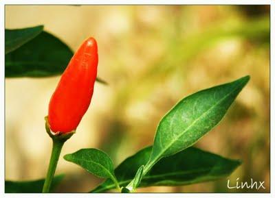 Ớt chỉ thiên