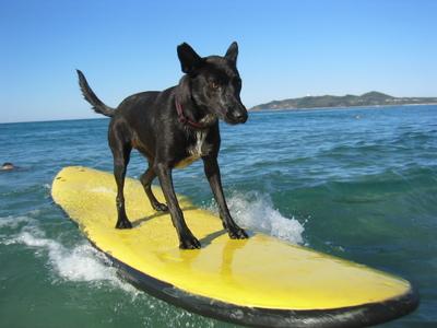 Surfin' Dog