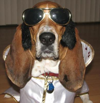 Hound Dog