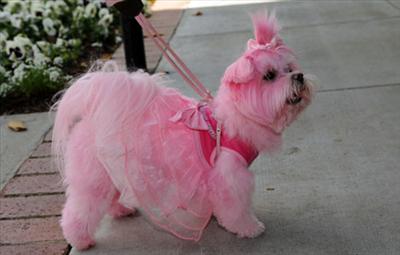 Pink Dog