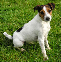 Jack Russell terrier