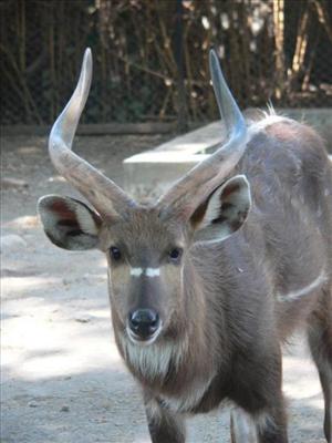 Sitatunga