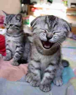 laugh