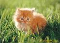 a cat
