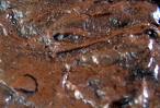 Fudgey Brownie