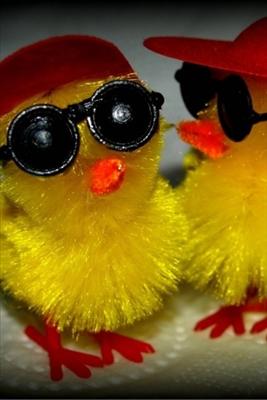 Cool Chicks