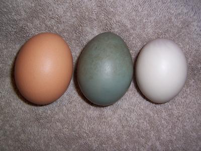 Telur Ajaib