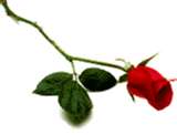 Single Red