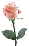 Single Pink