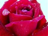 Rain Danced Pink