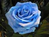 Blue Beauty