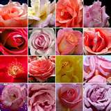 Lovely