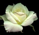 Simply White