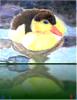 Duck Poster