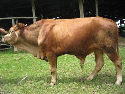 Ngu dốt