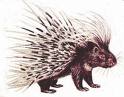 porcupine hug